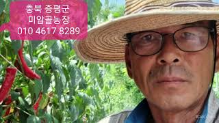 [마실장터:판매중] 충북 증평 미암골농원, 고춧가루, 연락처: 010 4617 8289