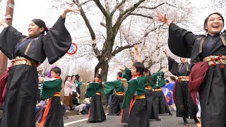 よさこい総踊り『どっこいしょ』 📍富岡町 夜の森桜まつり (桜並木会場/1回目) 2024-04-07T11:48