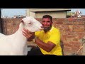 biggest amritsari beetal goats and beautiful teddy for qurbani lahore 2020