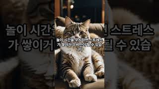 초보집사가 하지말아야 할 행동, #고양이 집사 #cat #고양이