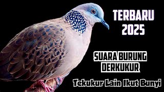 TERBARU, SUARA BURUNG DERKUKUR LANGSUNG DARI LAMAN,. Tekukur Lain Ikut Berbunyi