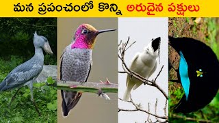 మన ప్రపంచంలో కొన్ని అరుదైన పక్షులు 😳 || Most Rarest Birds In The World || T Facts Telugu ||