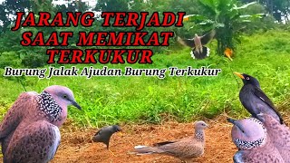 JARANG TERJADI SAAT MEMIKAT TERKUKUR, GEROMBOLAN BURUNG JALAK BERDATANGAN SAAT TERKUKUR INI TURUN