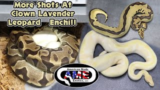 More Shots At Clown Lavender Leopard Enchi!! AME v29