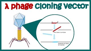 Lambda phage vector | (lambda cloning vector) | What are the advantages of lambda phage vector?