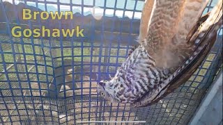 Brown Goshawk   We caught the chicken killer