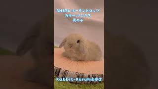 うさぎベビーちゃん🐰✨【和泉本店】 #shorts