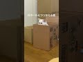 段ボールにつっかえた猫 猫 猫動画 猫のいる暮らし ねこ ねこのいる生活 ねこ動画 ネコ