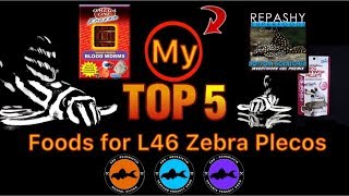 My Top 5 Zebra Pleco Foods