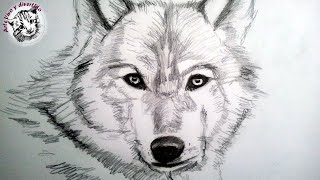 Como dibujar un lobo a lapiz, paso a paso: Como dibujar animales con pelo