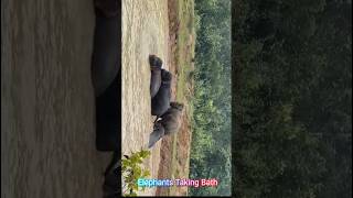 Elephants taking bath in pond #hati #elephant #elephantreels #elephants #elephantsplaying #tusker