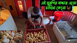 এই মুরগির বাচ্চার এতো চাহিদা কেনো 🐓
