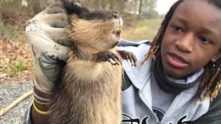 Muskrat caught