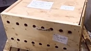 Box Stopped By Airport Customs, Opened After 7 Days Due To Strong Smell