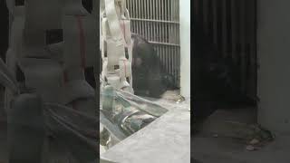 緑夏∴⑬チンパンジー・ギンくん・沖縄こどもの国・・・Chimpanzee ・Okinawa Zoo \u0026 Museum(20230621)