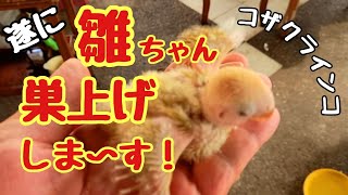 コザクラインコの雛ちゃん🐥遂に巣上げ❣オカメインコの雛たちと一緒に育てています😊