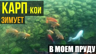 КАРП Зимует. Подводная съемка. Покажу как зимует карп под льдом. Ест ли насыпанный корм зимой?