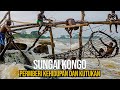 Sungai Kongo: Sungai Pemberi Kehidupan dan Kematian