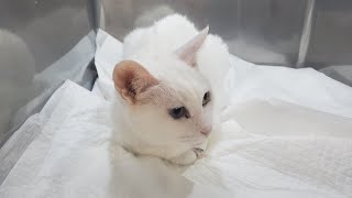 【緊急入院】家猫しらたまちゃん、術後退院したものの再び入院することになりました