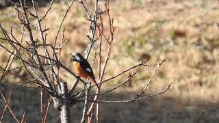 二子玉川野鳥図鑑 尉鶲　ジョウビタキ 縄張り観察　二子玉川公園 2021年1月9日