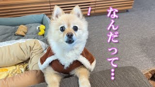 愛犬とアラサー独身男の何気ない日常【帰省編】