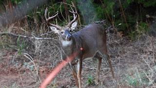 40 Bow Hunting Kill Shots (4K Slow Motion)