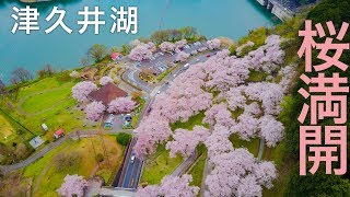 桜満開【津久井湖】ドローン空撮 4K Drone Japan Cherry Blossom「ドローン男子」