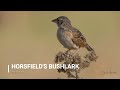 Birding in the Philippines: Grassland