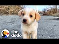 Puppy Found With Garbage Wouldn't Stop Shaking | The Dodo