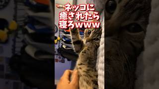 ネッコの動画で癒されたら寝ろｗｗｗ　#2ch #2ch動物スレ #2ch面白いスレ #動物 #犬 #猫 #癒やし #ねこ