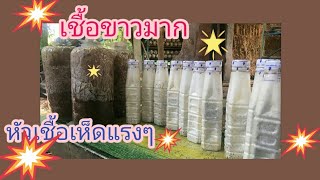 หัวเชื้อเห็ดเม็ดข้าวฟ่าง | 6 ก.ค. 65 | EP.151