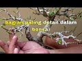 Tips Membuat Perantingan Sebuah Bonsai