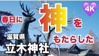 【幸せの神さんぽ】立木神社（滋賀県）Tatiki Shrine (Shiga Pref.)