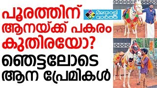 പൂരത്തിന് ആനയ്ക്ക് പകരം കുതിരയോ? ഞെട്ടലോടെ ആന പ്രേമികള്‍