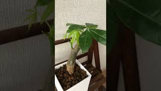 100均パキラ 1ヶ月の成長記録 #shorts #パキラ #観葉植物