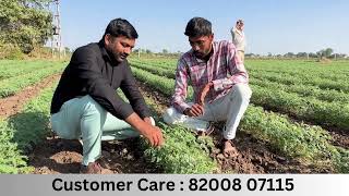 ચણા માં 100%  ઉત્પાદન વધે - બ્લેક અમૃત ના લીધે/Organic chickpeas farming-Black Amrut - 8200807115