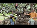 safra dos umbuzeiros na caatinga do sertÃo nordestino veja a colheita com dona geralda e famÍlia.