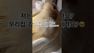 베개위에서 터 잡고 안내려가는 강아지님 #겨울개 #pomeranian #댕댕이 #cute #반려동물 #puppylife #솜뭉치 #귀여운영상 #귀여운강아지 #goodnight