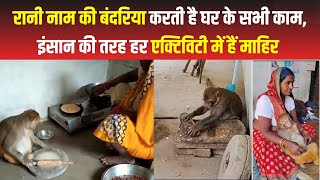 VIDEO : रोटी बनाने से लेकर बर्तन तक धोती है बंदरिया रानी,करती है घर के सभी काम |  Viral Video