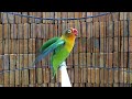 Suara burung Lovebird memanggil lawan di iringi ngekek,cocok memancing labet agar Ngekek