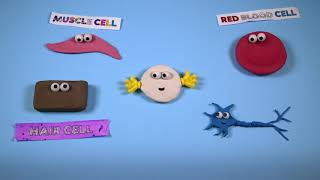 What are Stem Cells? An Introduction | Great Ormond Street Hospital Charity