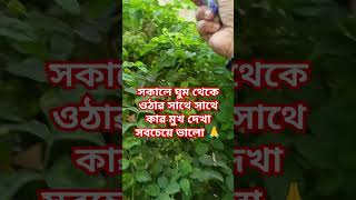 #সকালে ঘুম থেকে ওঠাৱ সাথে সাথে কাৱ মুখ দেখা সবচেয়ে ভালো 🙏 #jayshreekrishna #jayshreeram