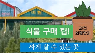 식물 싸게 살 수 있는 곳 / 대림원예종묘 미림원예종묘 / 과천화훼단지 남서울화훼단지