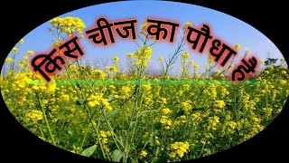 सरसो और राई में अंतर ,health benefits of mustard seeds