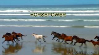 ACESoft Veterinary High Horsepower Management Software