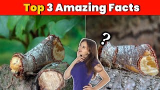 Top 3 Amazing Facts | Amazing Facts | Facts About Japan | Interesting Facts| Facts | #shorts