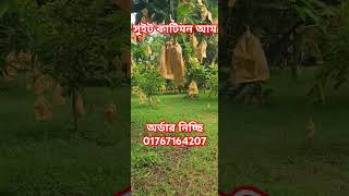 সুইট কাটিমন আম বাগান #চাঁপাইনবাবগঞ্জ #mango #গৌড়মতি #বারি #কাটিমন