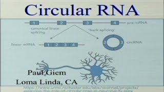 Circular RNA 9-2-2017 by Paul Giem