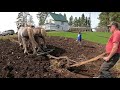 Plowing the Garden With Draft Horses and a Walking PlowWeighing Stub