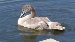 手賀沼　２０１６年９月白鳥も元気、ツツドリ、オオバン